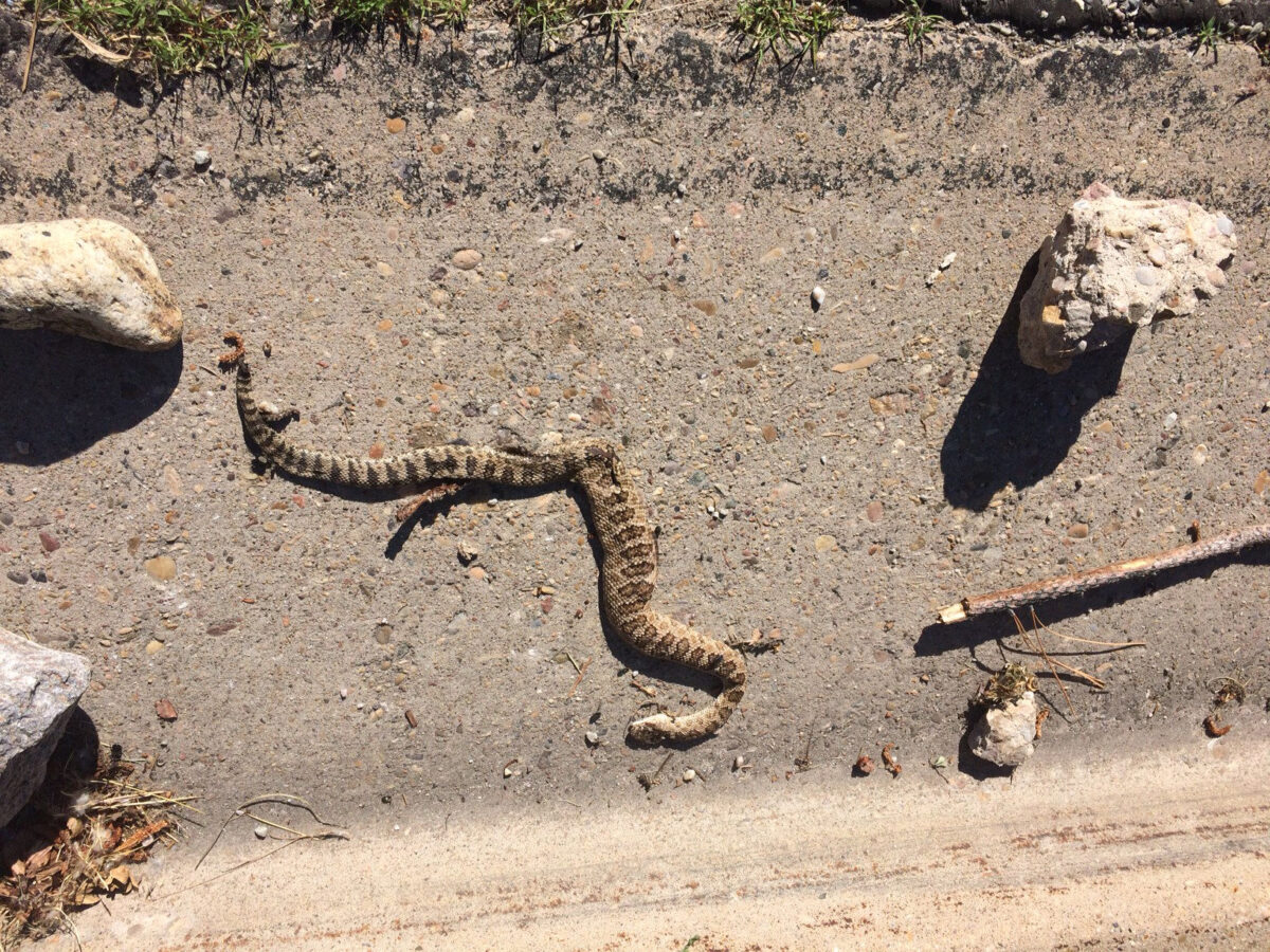 Killing rattlesnakes considered a crime, even if they wander near your
